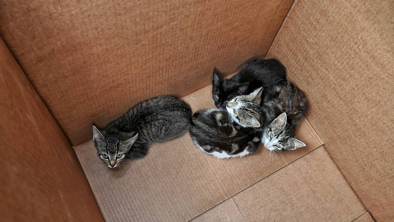 Foto: Toby de KortPersbureau Heitink.