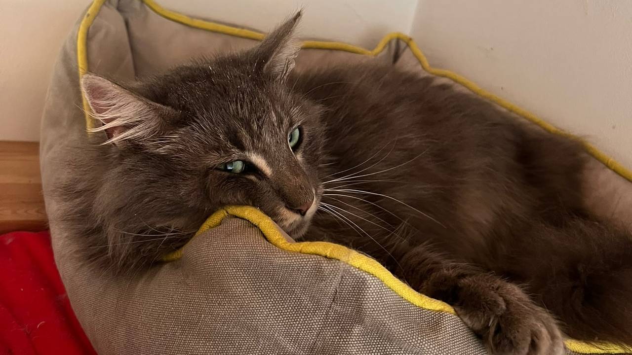 De vermiste kat Elvie is na ruim 3 maanden weer terug bij haar baasjes (foto: Jolanda de Weert).