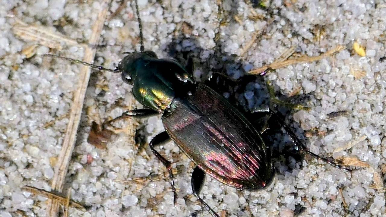Een heidekielspriet (foto: Marianne Wijten).