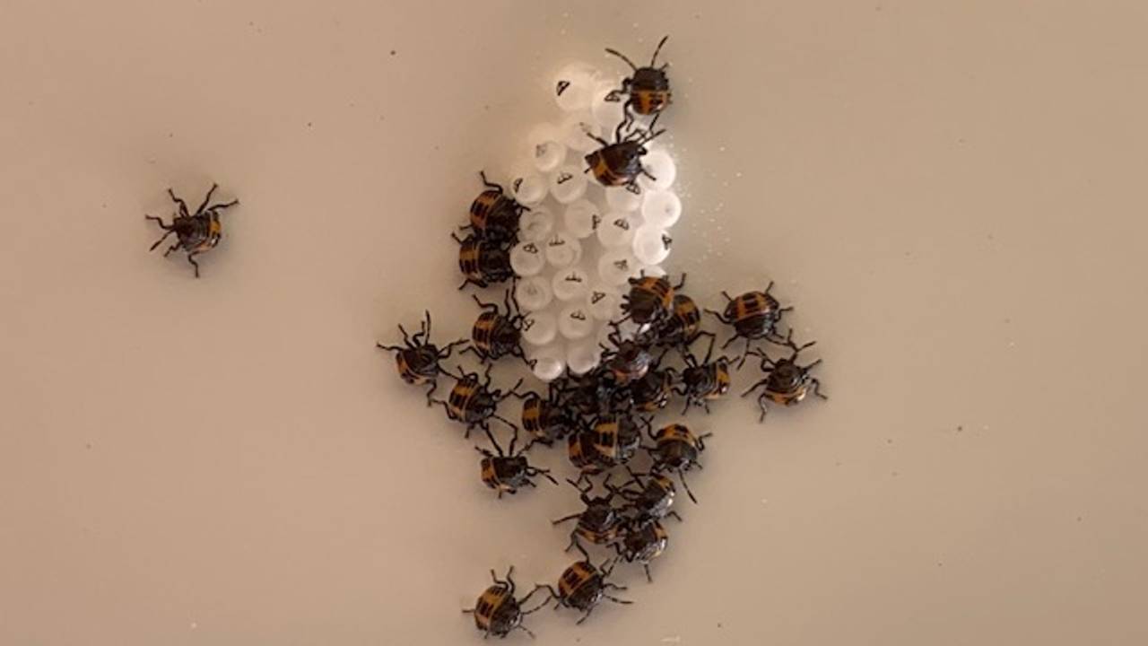 Op de onderbalk van Peters zonnescherm zag hij deze diertjes (foto: Peter Beerens).