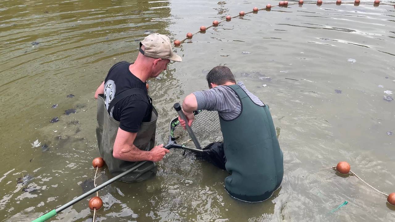 Karper Egbert wordt gevangen om naar zijn nieuwe stek te gaan (foto: René van Hoof).