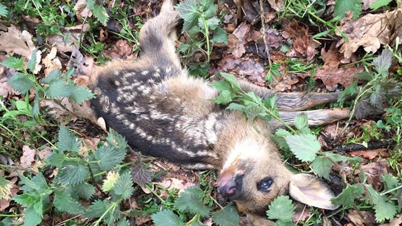 Het doodgebeten reekalfje (foto: Politie Leijdal).