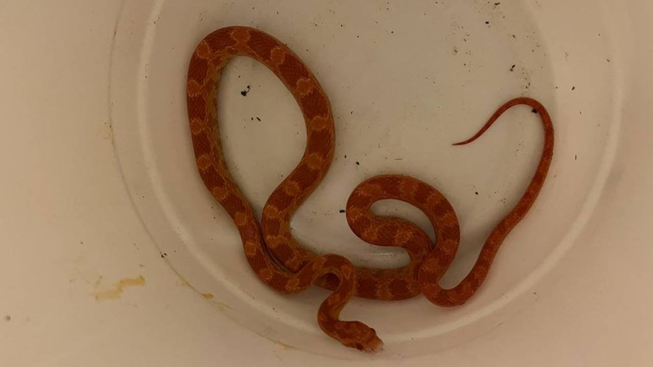 De slang die in Veghel gevonden werd (foto: Dierenambulance Brabant Noord-Oost).