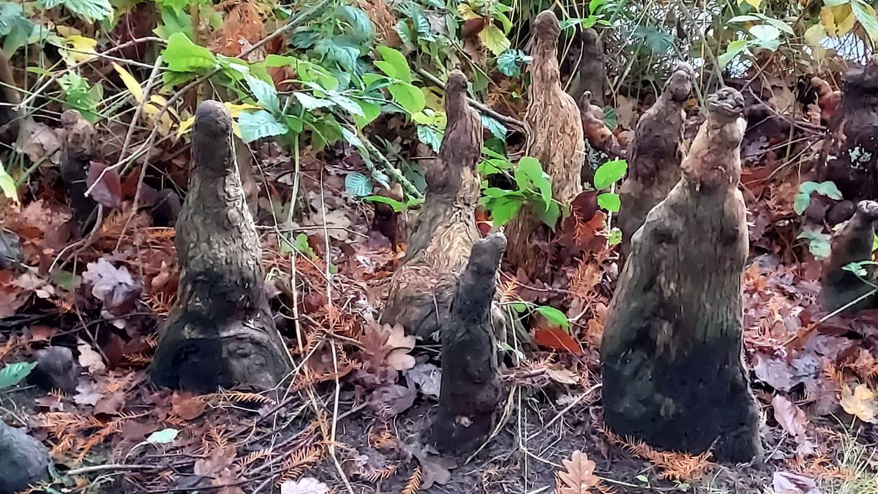 Forest Ranger Frans Kapteijns Shares Nature Knowledge Every Week on Radio, Focusing on Snails, Lizards, and More