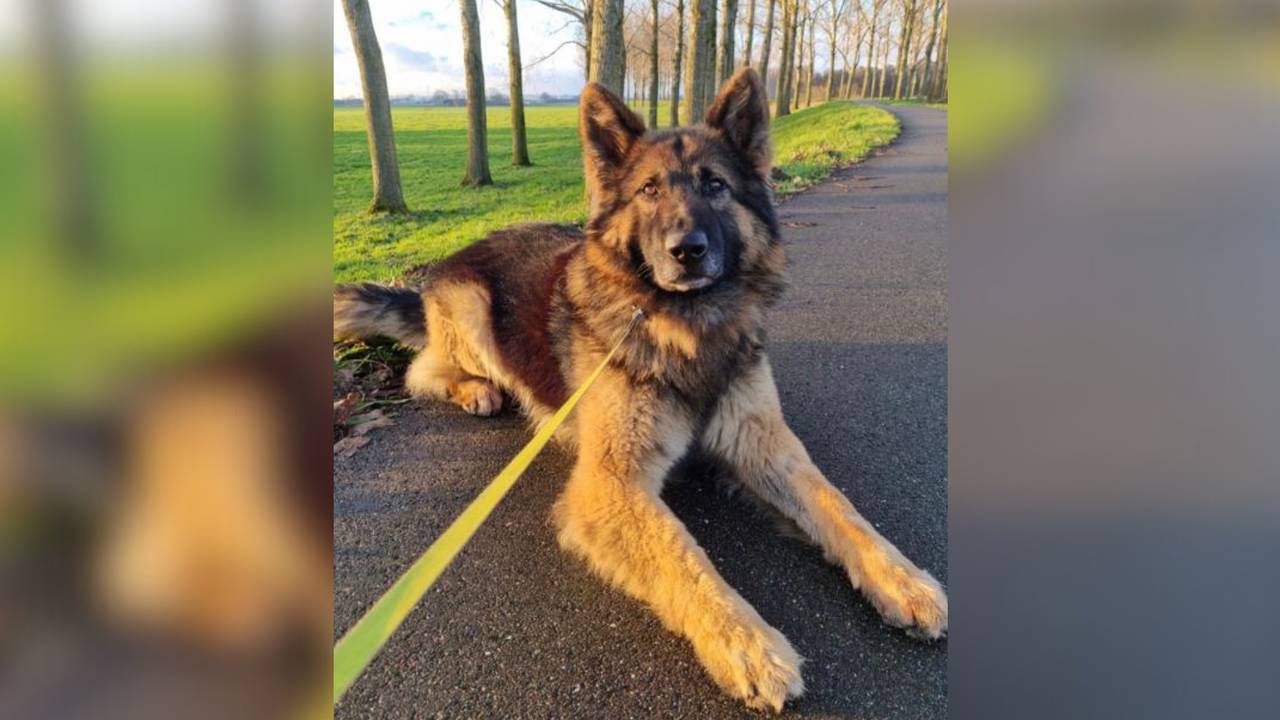 Politiehond Moos had een speciale verrassing voor de jarige inbreker (Foto: Politie Roosendaal).