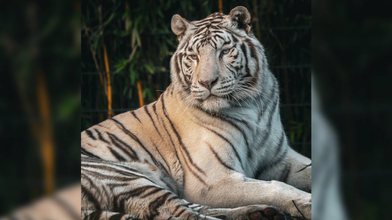 Foto: ZooParc Overloon.