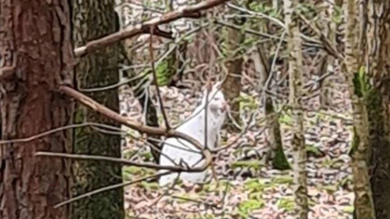 De wallaby zat rustig bladeren te eten in het bos (foto: politie_markdal/Instagram).