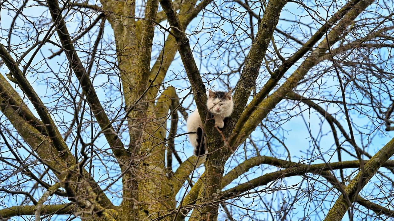 De kat in Udenhout die zich niet laat vangen (foto Toby de Kort/Persbureau Heitink).