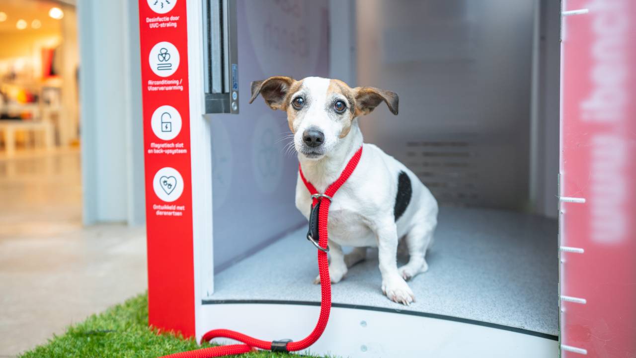 iBench: Få hunden din til å vente i et toppmoderne bur mens du handler mat