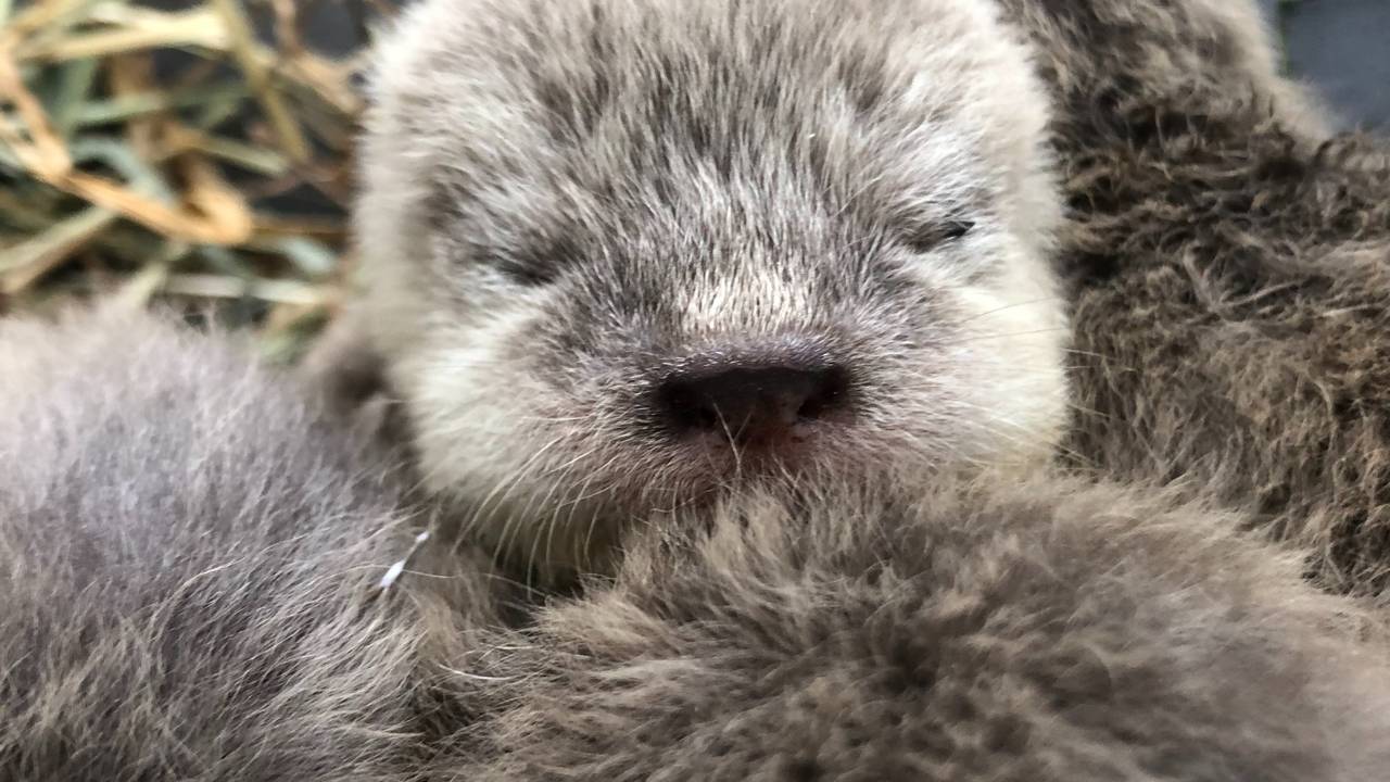 Vier Aziatische kleinklauwotters geboren (foto: ZooParc Overloon).