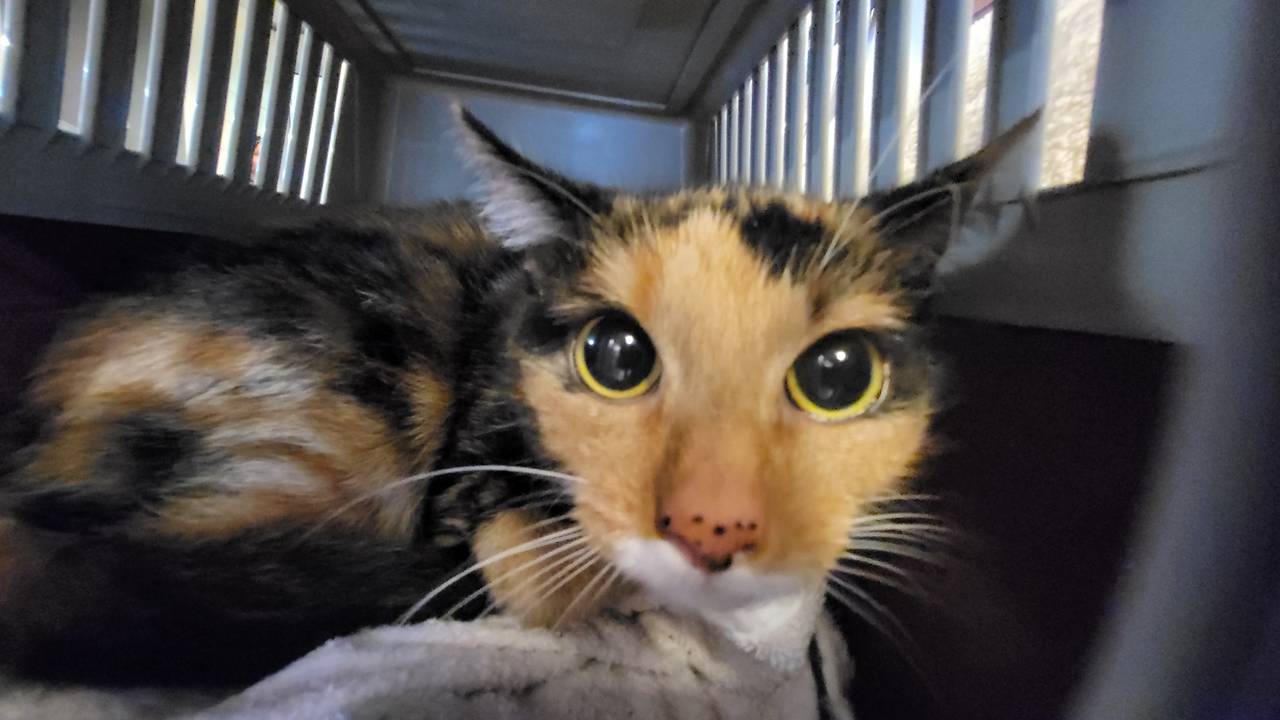 Een van de katten (foto: Landelijke Inspectiedienst Dierenwerlzijn).