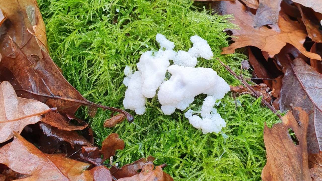 Witte heksenboter, een myxomyceet (foto: Dennis Emmers).