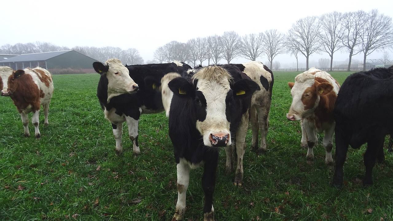 Koeien (foto: archief).