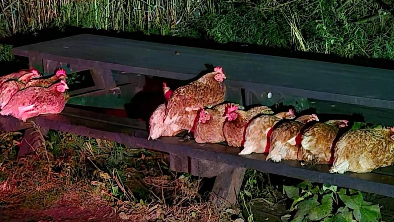 Kippen gedumpt op bankje, vier kippen overleden