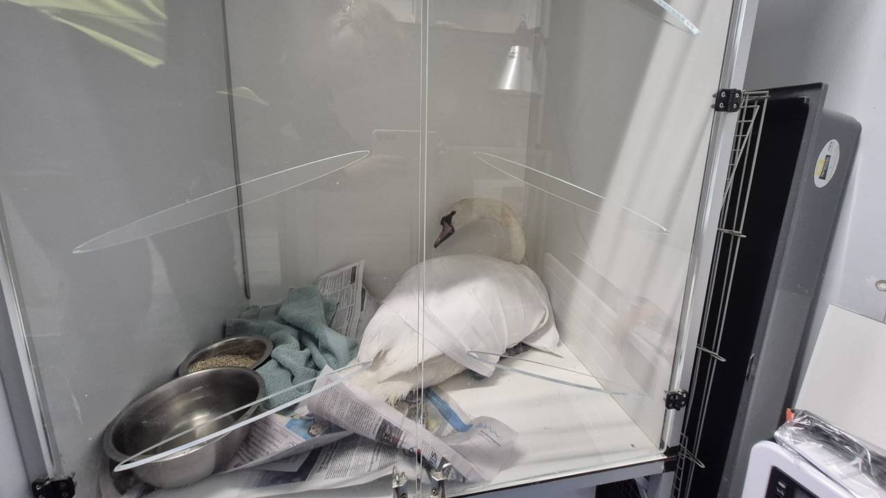 Foto: Facebook dierenambulance Den Bosch.