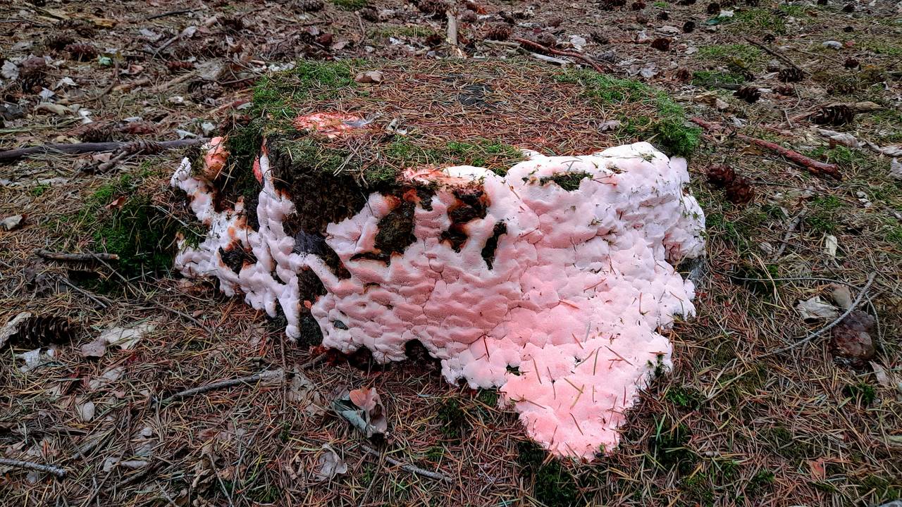 Een spekzwoerdzwam in het beginstadium (foto: Fran Linnenbank).