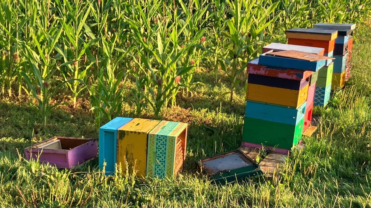 De bijenkasten zijn in een paar dagen tijd twee keer leeggeroofd en omgetrapt (foto: Karin van Rosendaal-Van Eijk).