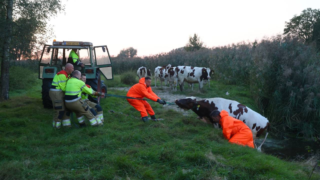 De brandweer probeert de koe uit het water te trekken (foto: Sander van Gils/SQ Vision).