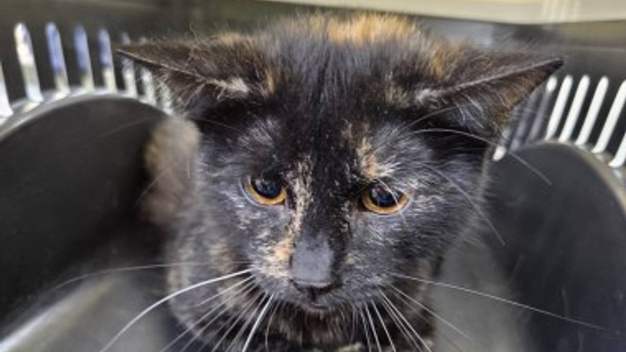 Deze kat werd in de trein naar Eindhoven gevonden (foto: Amivedi).