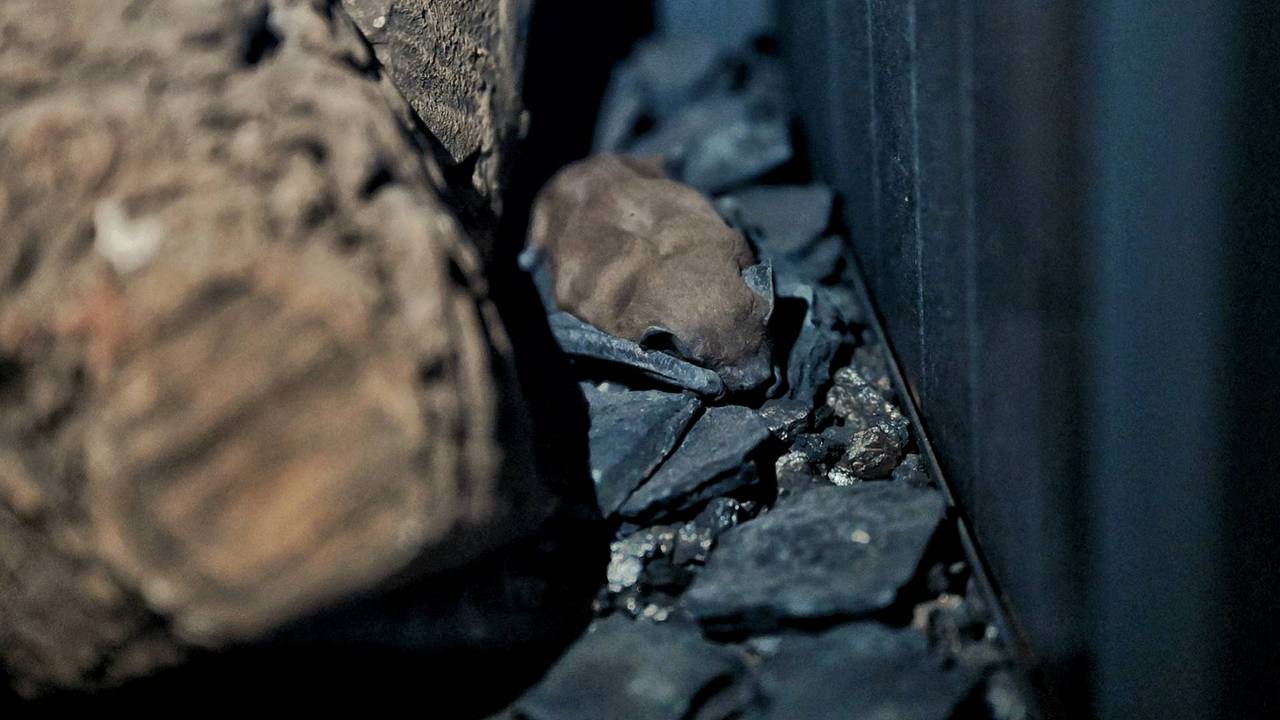 De vleermuis viel uitgeput in slaap (foto: Toby de Kort). 