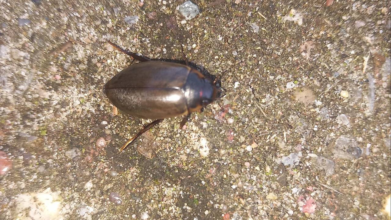 Een bruine duiker (foto: Auke van Veen).