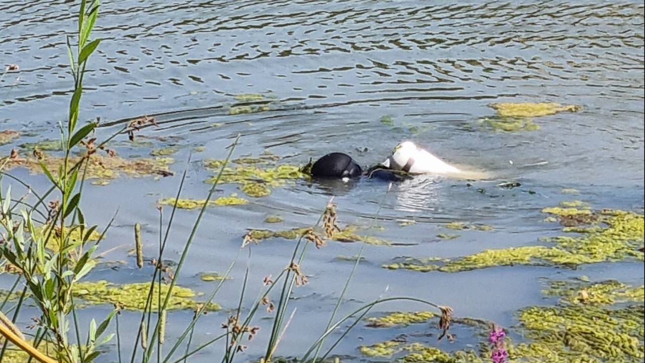 Duikers doorzochten woensdag de vijver in het onderzoek naar de overleden vrouw (foto: Politie Oost-Brabant).