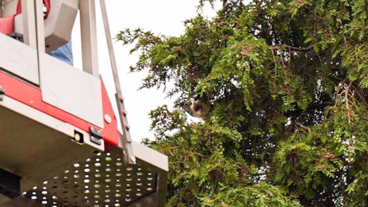 De kitten zat 24 uur in de top van de boom in Asten (foto: Harrie Grijseels/SQ Vision).