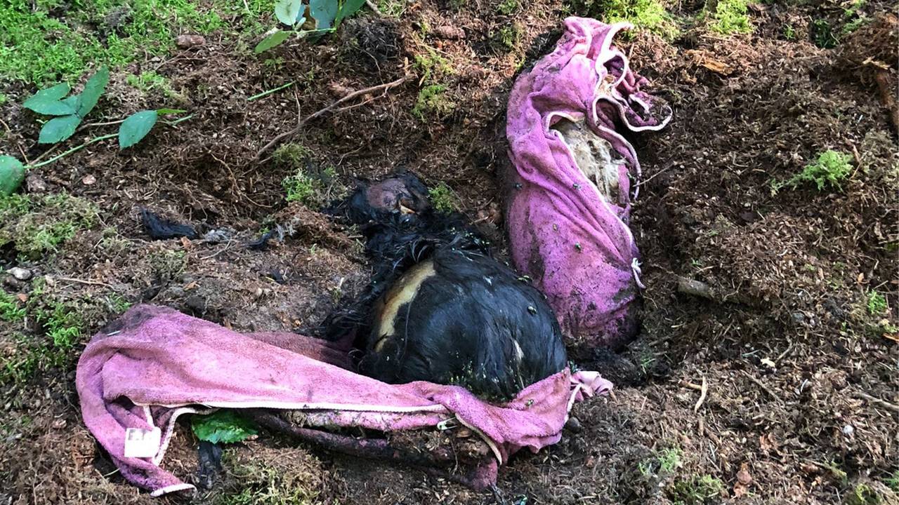 Mysterious Discovery: Two Dogs Found Dead and Buried in Shallow Grave with Strange Items