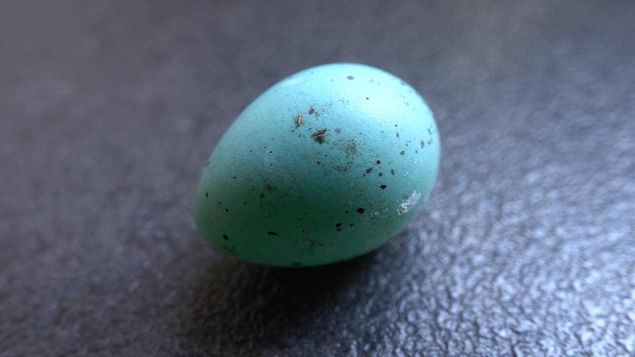 Vorige week abusievelijk dit ei een merelei genoemd, maar later erachter gekomen (mede dankzij tip) dat het een ei is van de zanglijster.