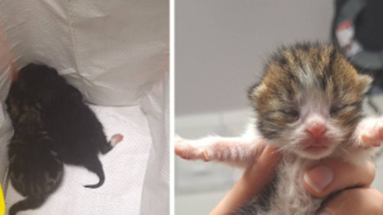 Vijf kittens gedumpt in plastic zak, politie zoekt getuigen