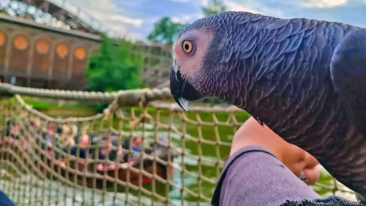 Papegaai in Efteling zorgt voor veel reacties, park gaf toestemming