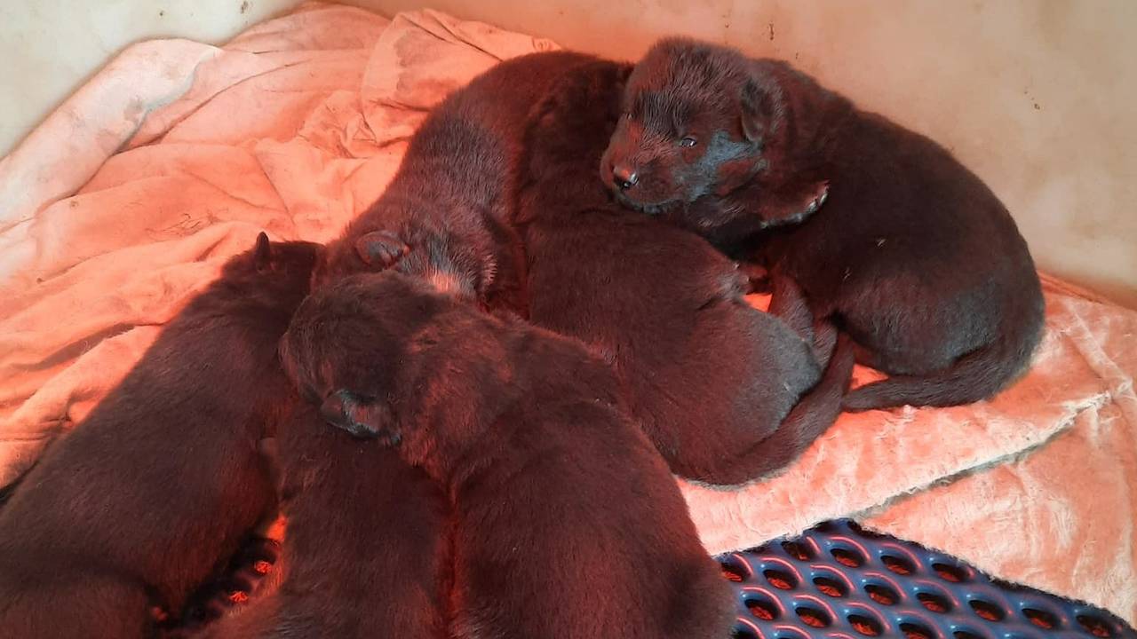 De gestolen pups (foto: politie Maashorst& Boekel).