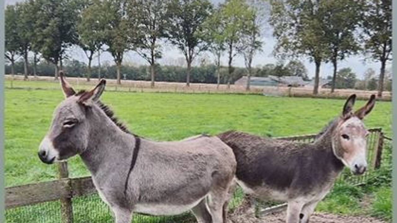  Instagram jeugdagenten Boxtel