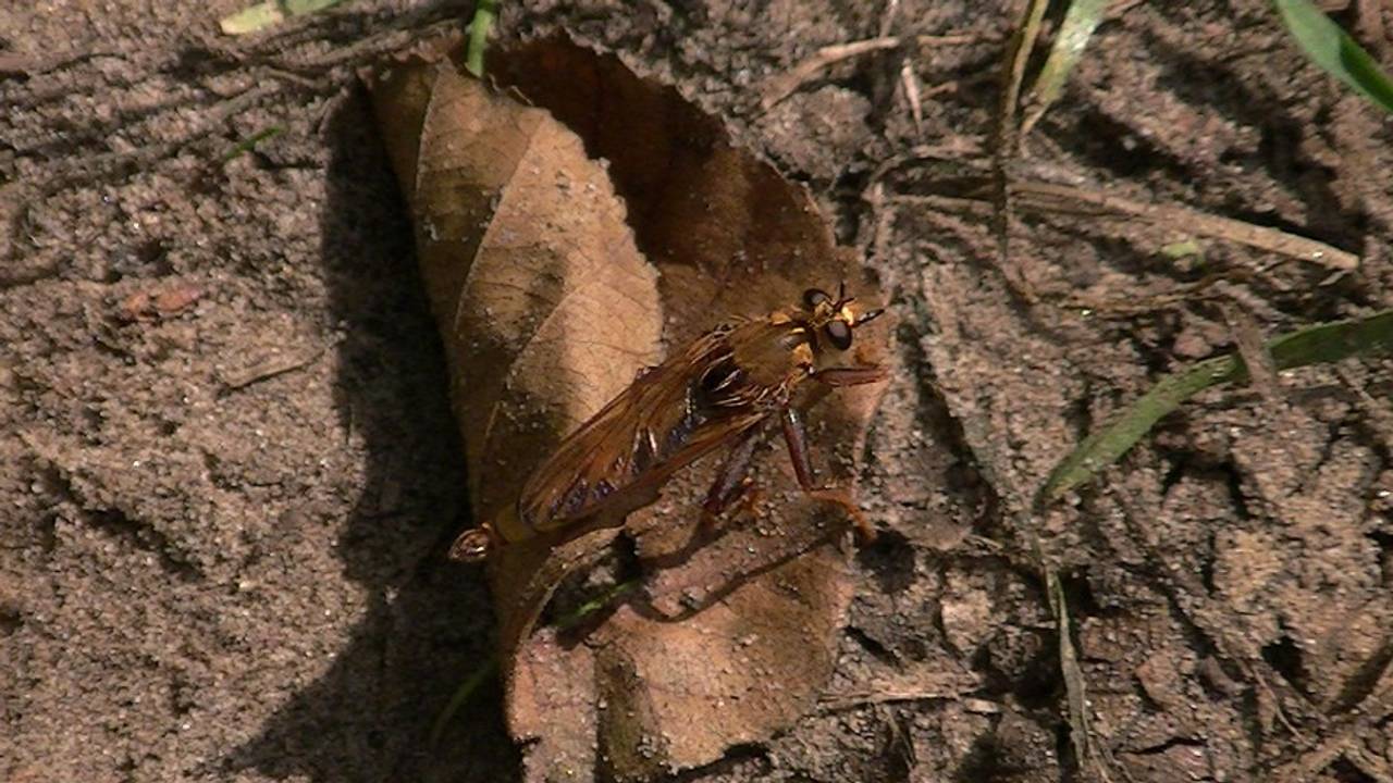 De Hoornaarroofvlieg, de grootste roofvlieg in Nederland. (Foto: Thea Willems)