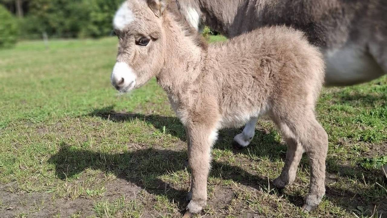 Twee weken oude ezel Pleun doodgeschoten teruggevonden in wei Ezelpaleis