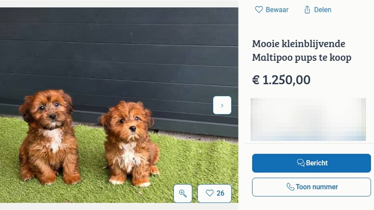 Hondjes van de fokker uit het artikel (foto: Marktplaats)
