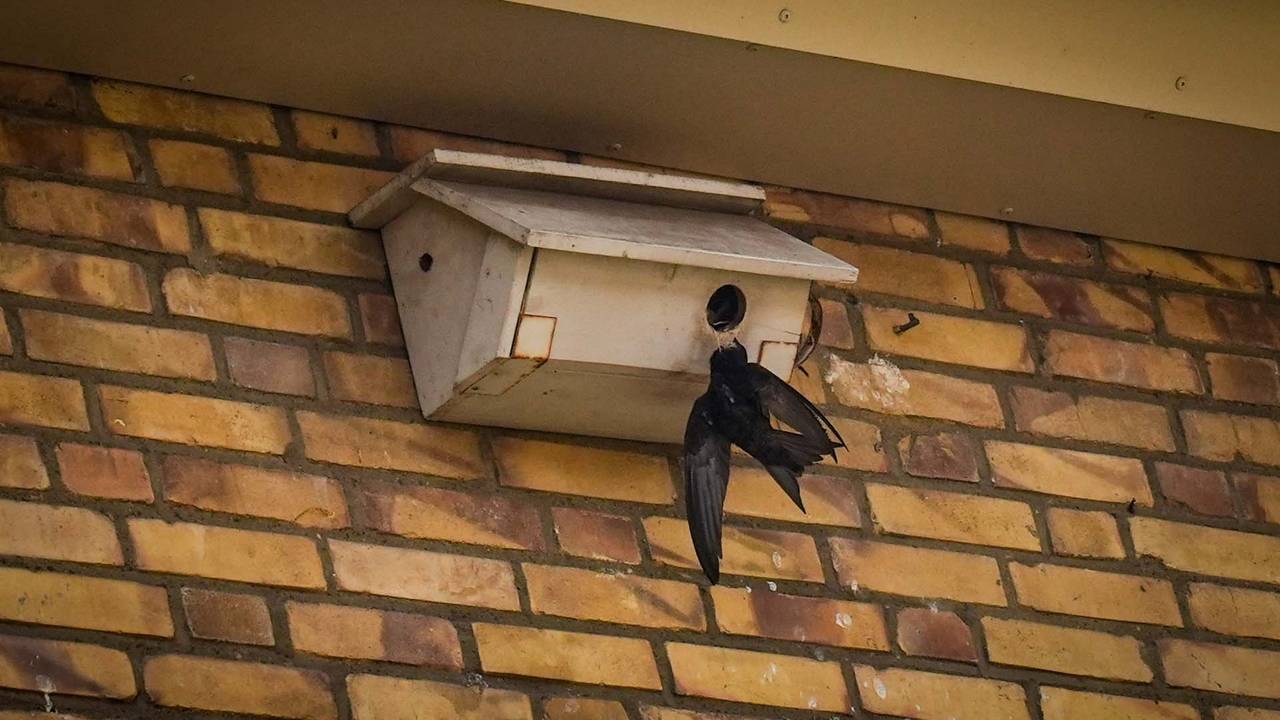 De vogel bungelde aan het nestkastje bij een huis aan de Haydnstraat in Deurne (foto: Harrie Grijseels/SQ Vision).
