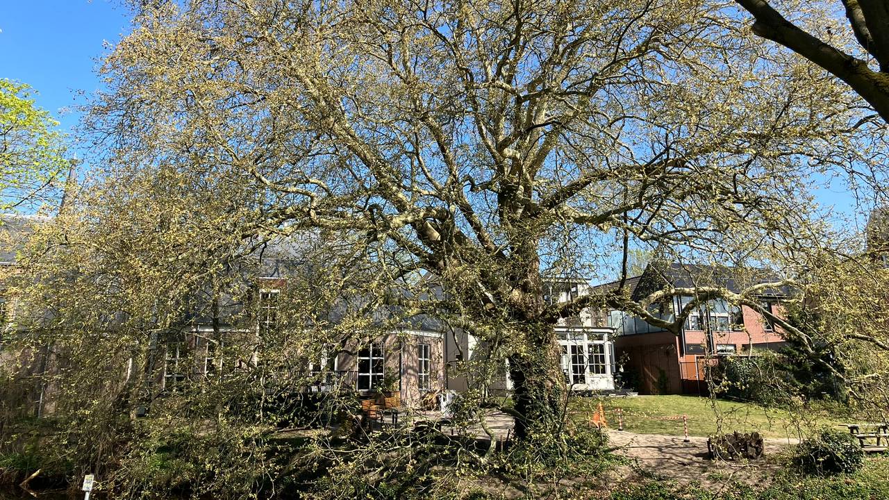 De plataan in Veghel (foto: gemeente Meierijstad)