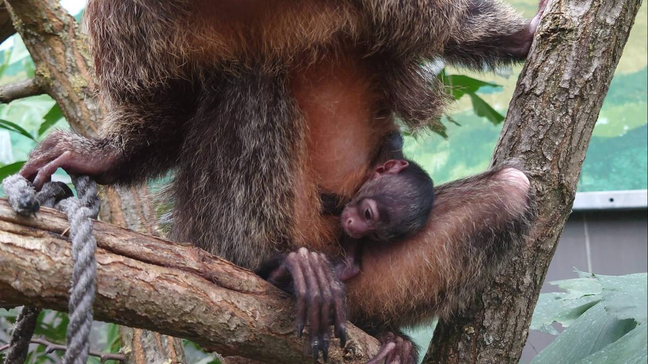 Een witgezichtsaki (foto: ZooParc Overloon).