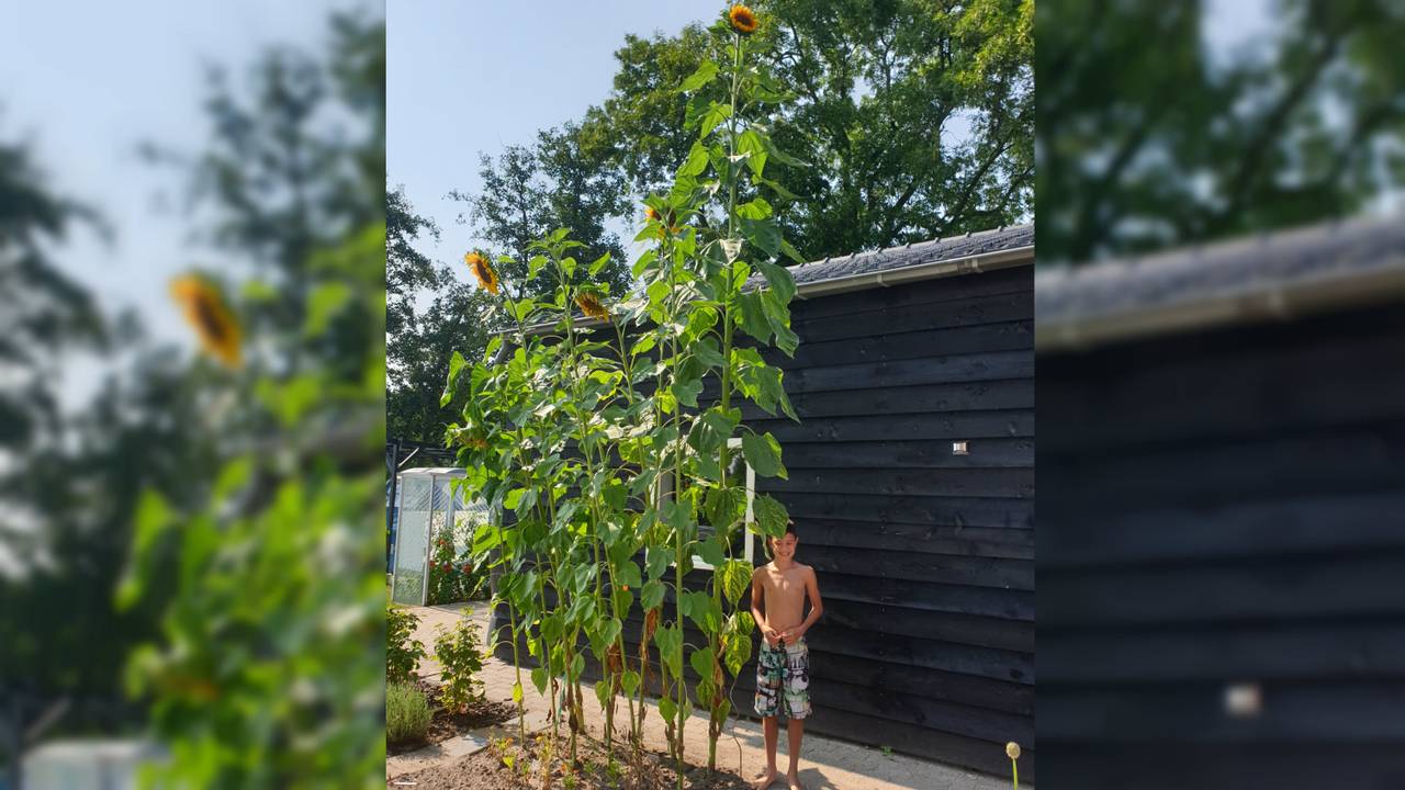Zoon Toby bij de gigantische zonnebloemen (foto: Judith Nijssen).
