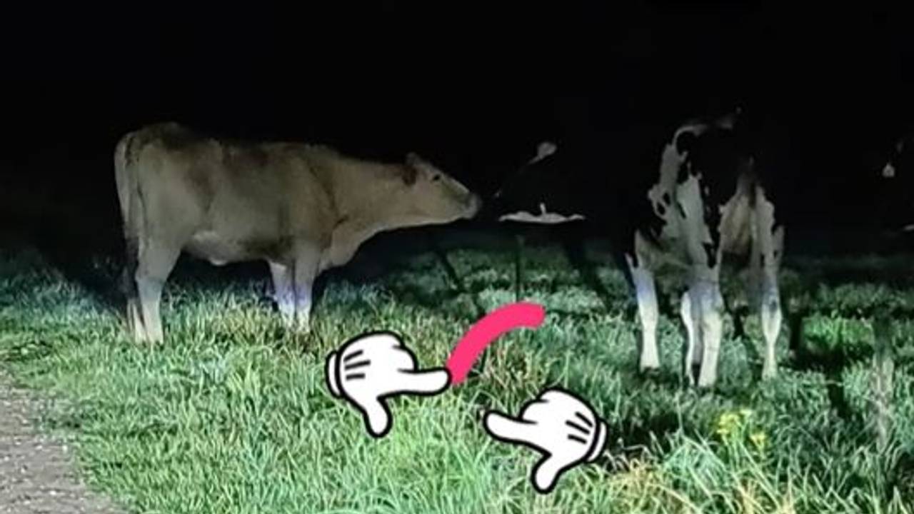 Foto: Instagram politie Groene Beemden