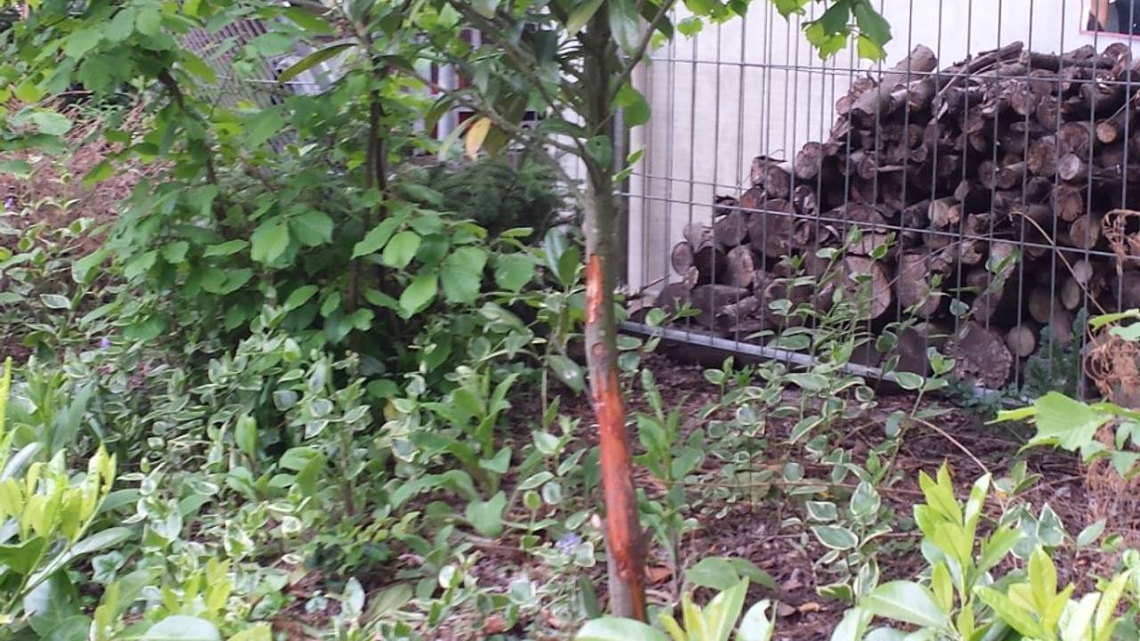 De aangevreten stam van een laurierstruik (foto: familie Vereijken).