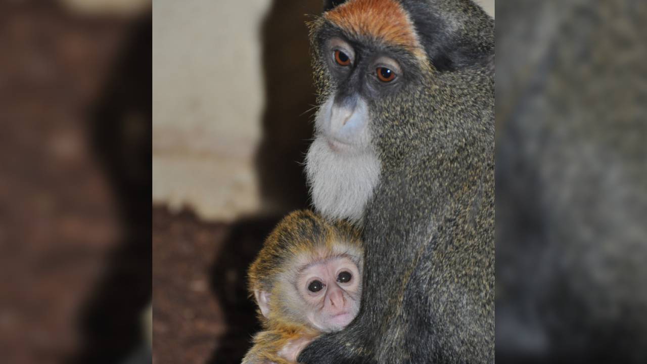 Bij ZooParc Overloon is het de tweede geboorte van een brazzameerkat in dik een jaar tijd. (Foto: ZooParc Overloon)