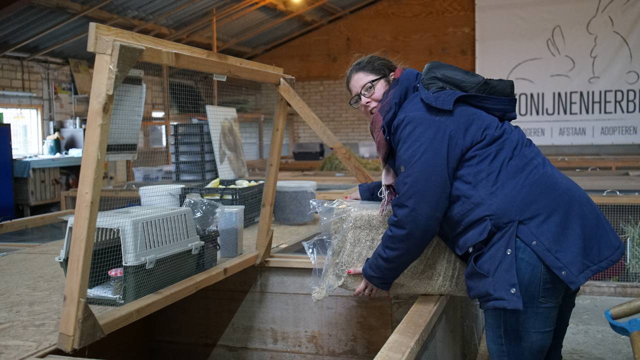Lonneke vult de hokken van de konijnen met vlas (foto: Rochelle Moes).