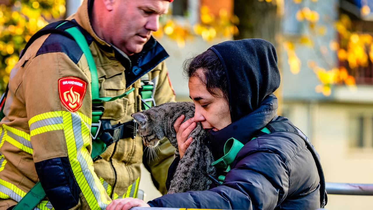Brandweer redt kat uit de boom (foto: Jack Brekelmans/SQ Vision).