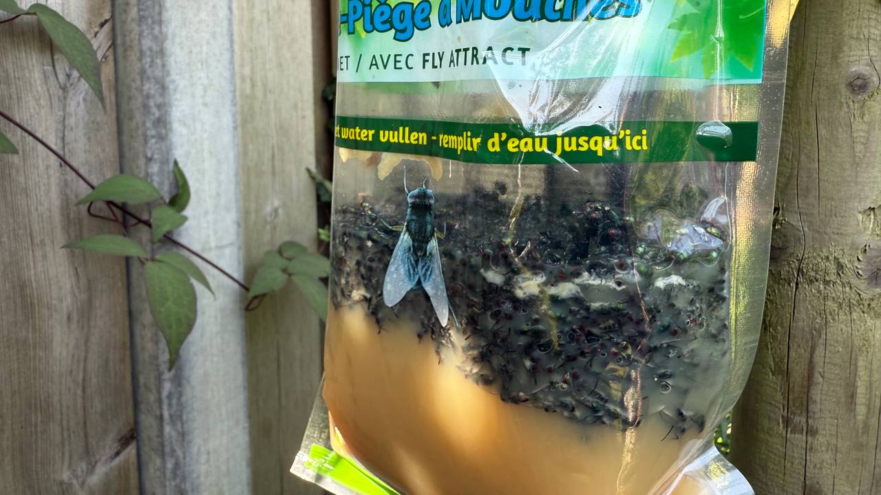 De vliegenzak van Alwin Roepers zit in een mum van tijd vol (foto: Erik Peeters).