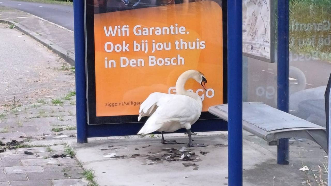 Zwaan Narcissus hangt rond in het bushokje (foto: dierenambulance Den Bosch).