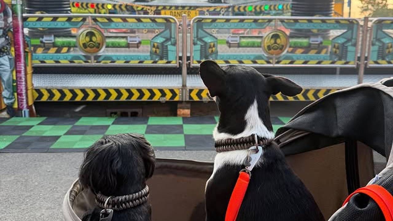 Foto: @foxbalou_ op Instagram.