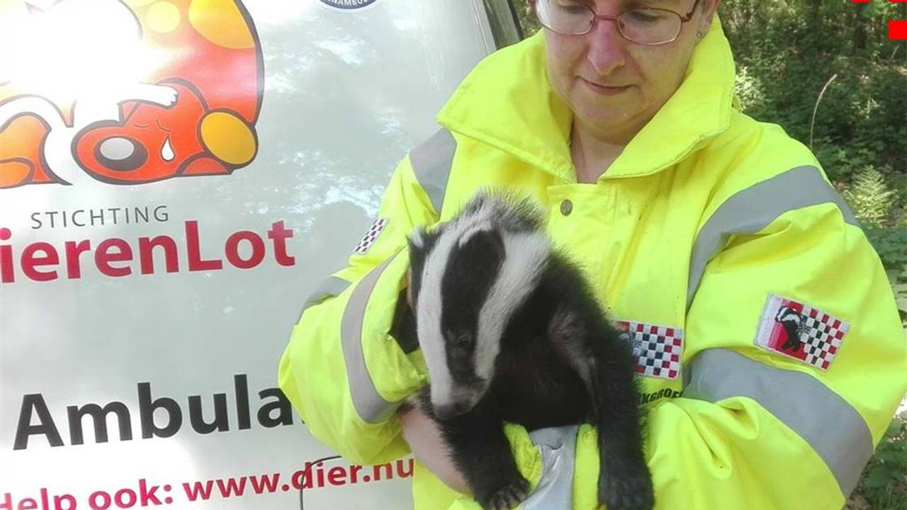 Karin met een geredde das (foto: Stichting Dassenwerkgroep Brabant).