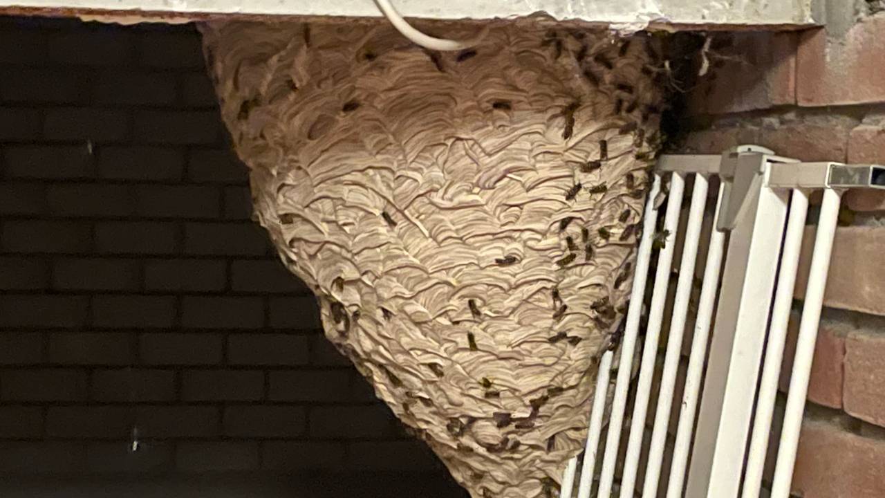 Febe en Natan doen zonderlinge vondst op zolder van hun nieuwe huis Omroep Brabant